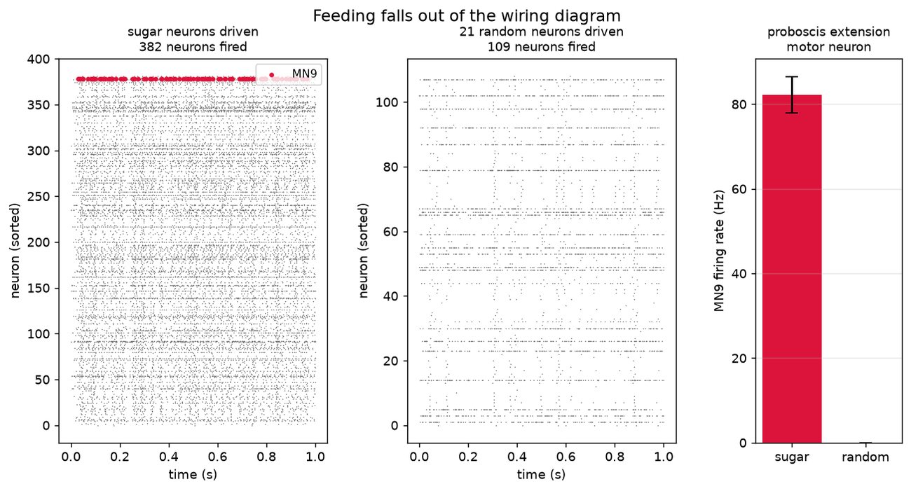 Two panels of thousands of dots, one row per nerve cell and one dot per firing over one second: many rows light up when the sugar cells are switched on, far fewer for random cells. A bar on the right shows the tongue neuron firing about 82 times a second for sugar and not at all for random.
