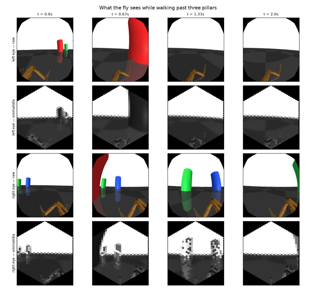 A grid of small pictures: the scene from a camera as the fly walks past three coloured pillars, and the same scene as the fly's many-lens eyes see it, blurry and pixelated