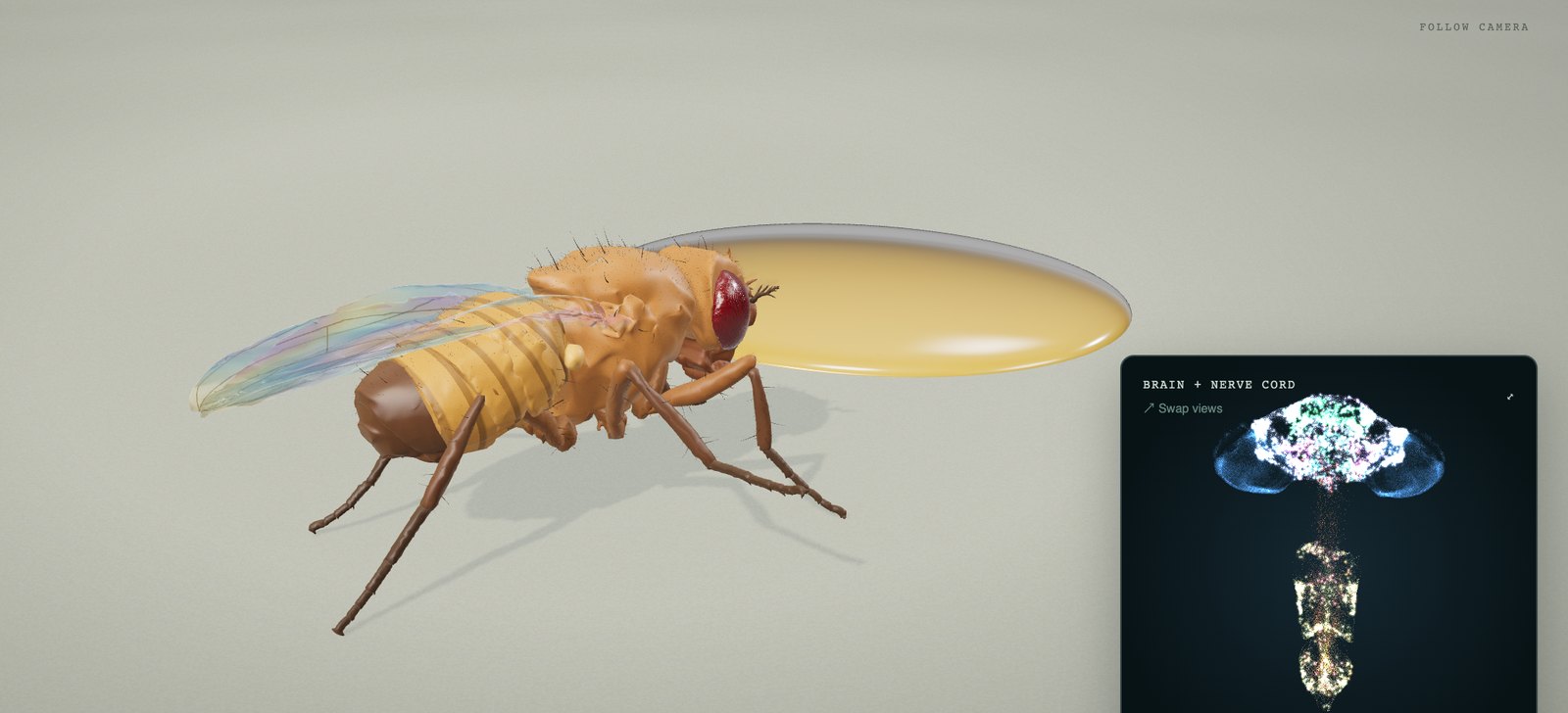 The simulated fruit fly walking on a pale floor towards a drop of sugar, seen from the side, with a small window showing his brain and nerve cord lit up