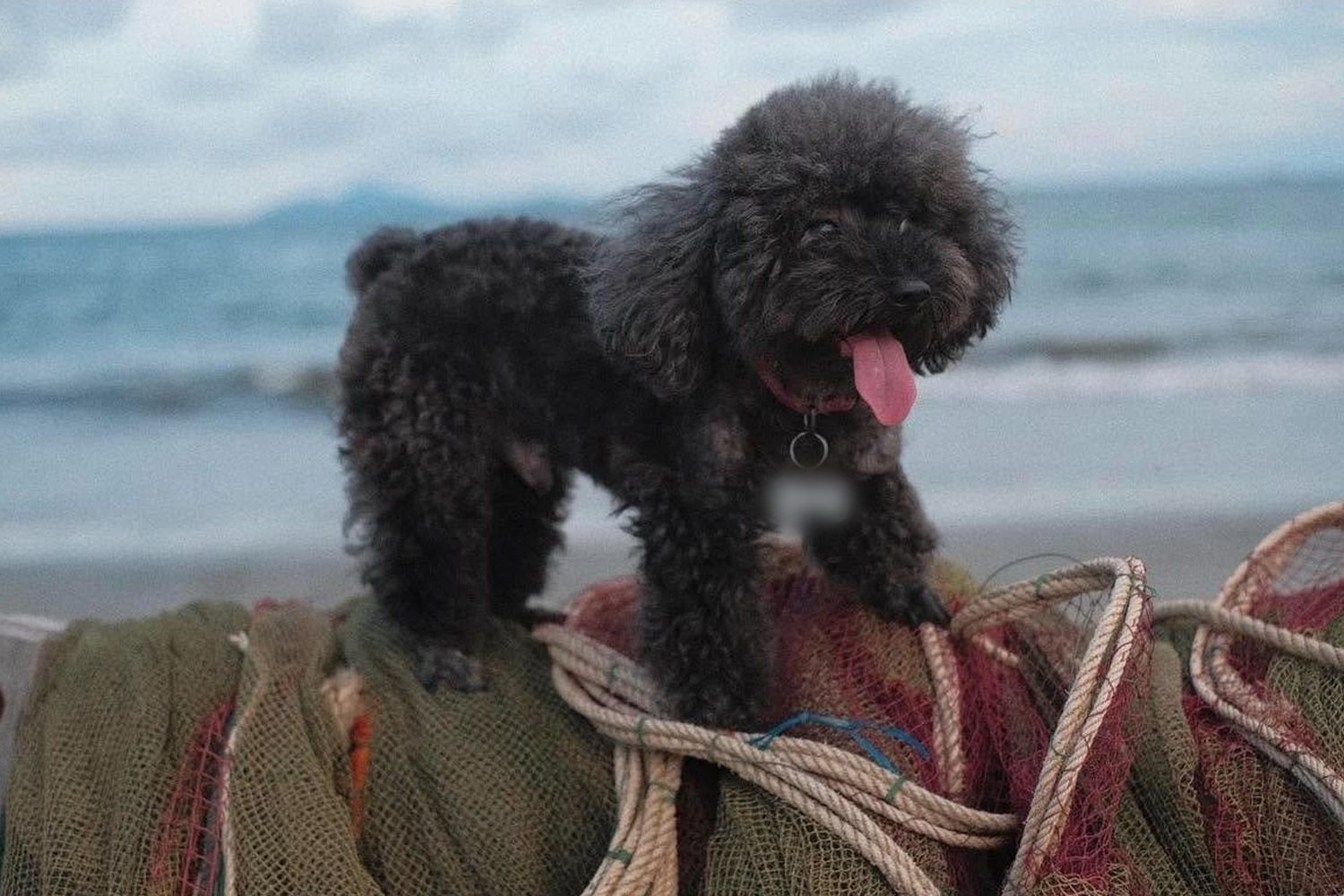 Sumo, a black curly toy poodle with his pink tongue out, standing on fishing nets by the sea