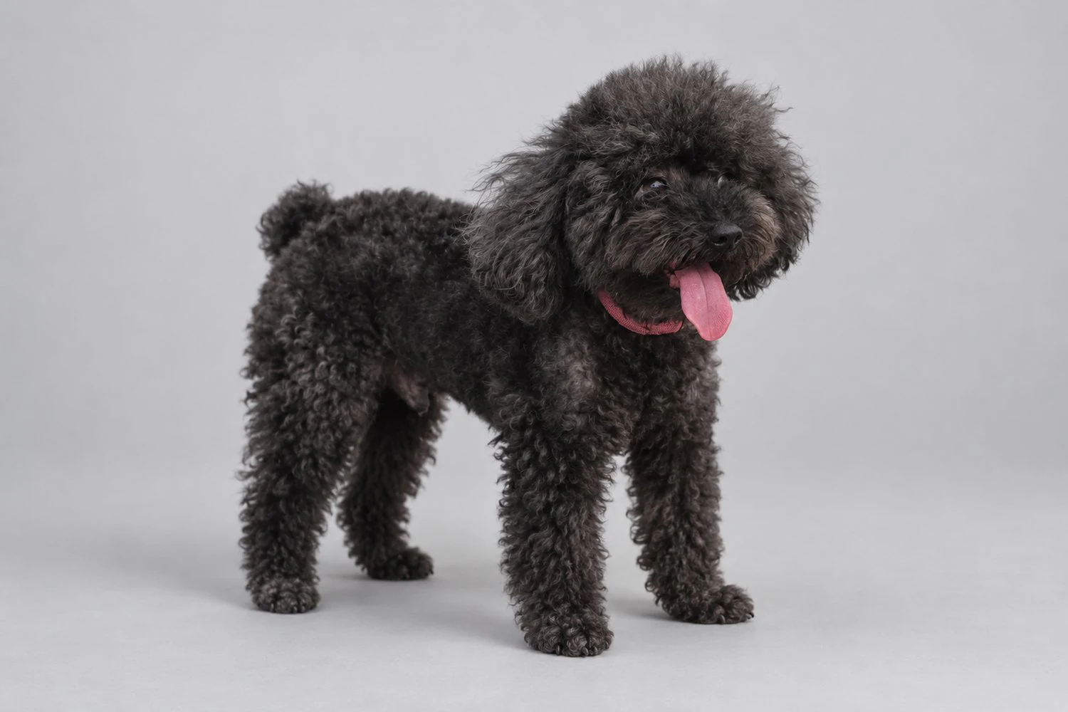 Sumo standing in a clean grey studio, black curly coat, pink collar, pink tongue out