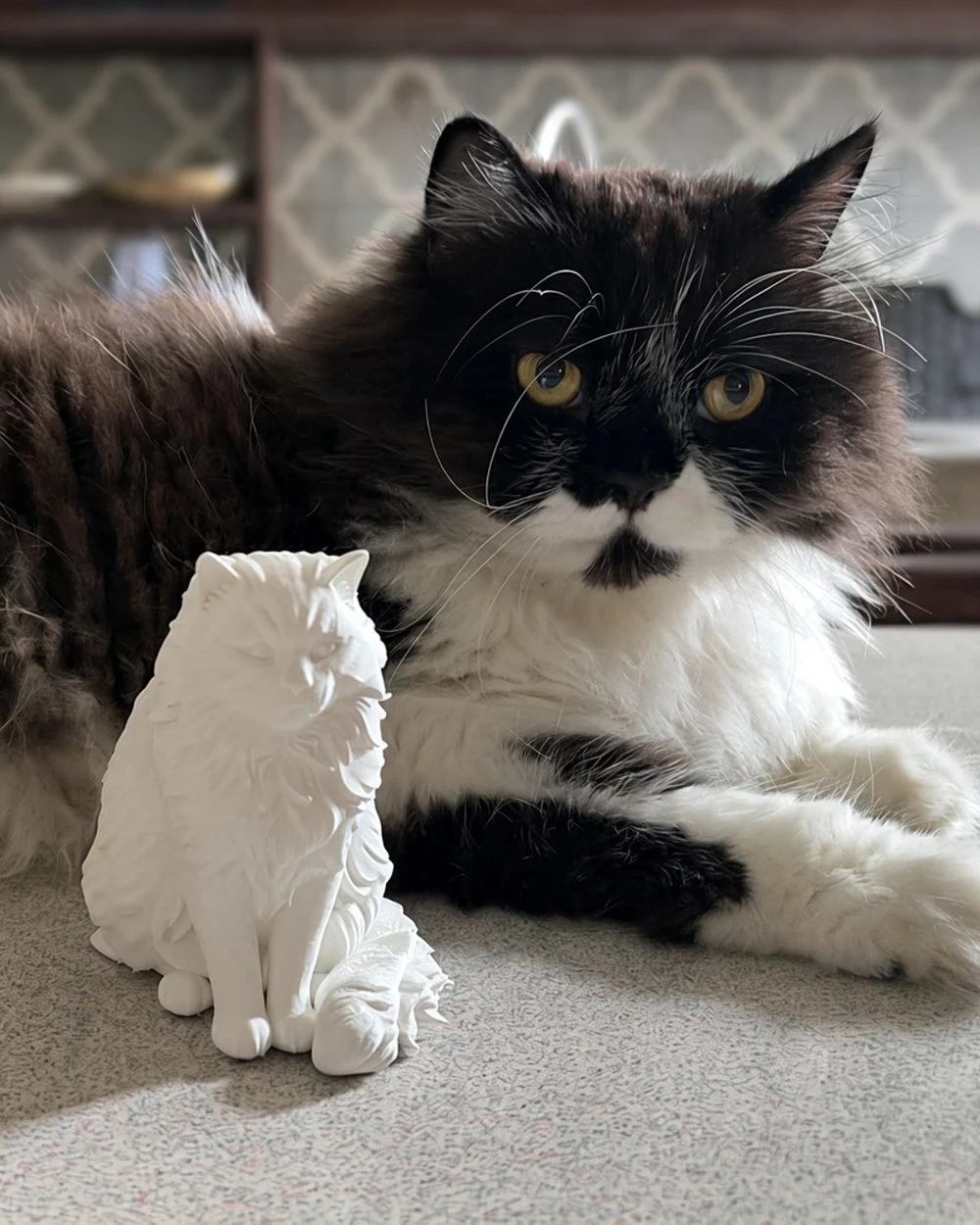 Bi lying on the counter beside his white printed twin